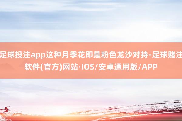 足球投注app这种月季花即是粉色龙沙对持-足球赌注软件(官方)网站·IOS/安卓通用版/APP