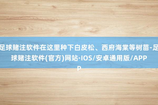 足球赌注软件在这里种下白皮松、西府海棠等树苗-足球赌注软件(官方)网站·IOS/安卓通用版/APP